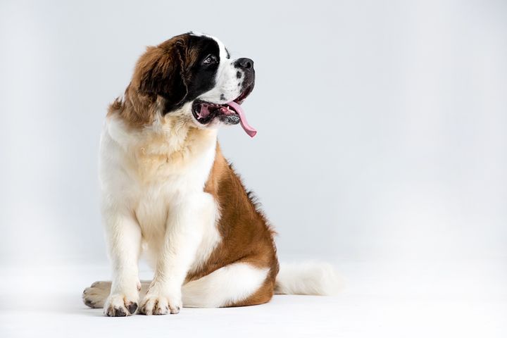 Louisiana: St. Bernard