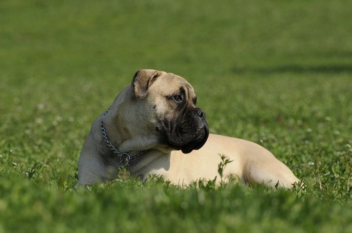 Maryland and Oregon: Bullmastiff
