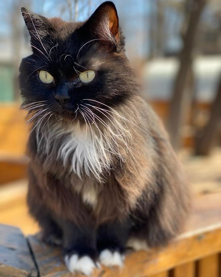 Meet Musya