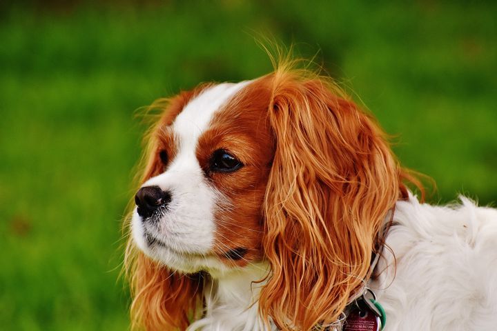 Minnesota: Cavalier King Charles Spaniel