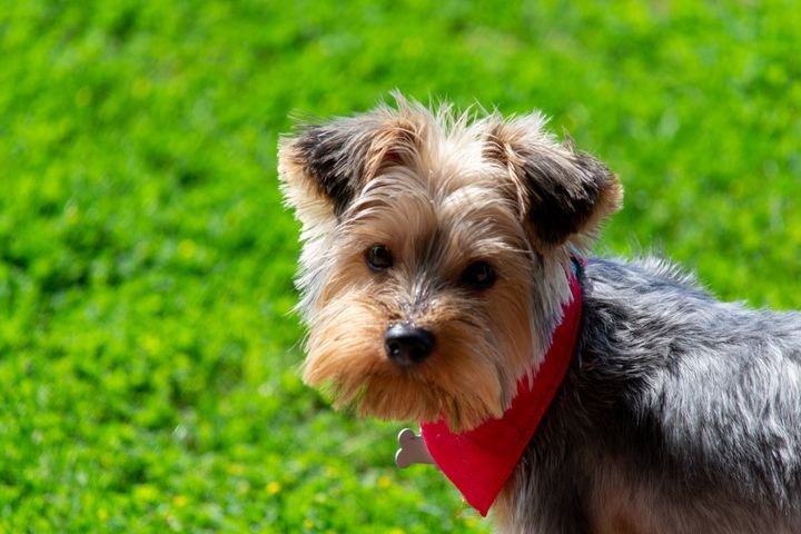Mississippi: Yorkshire Terrier