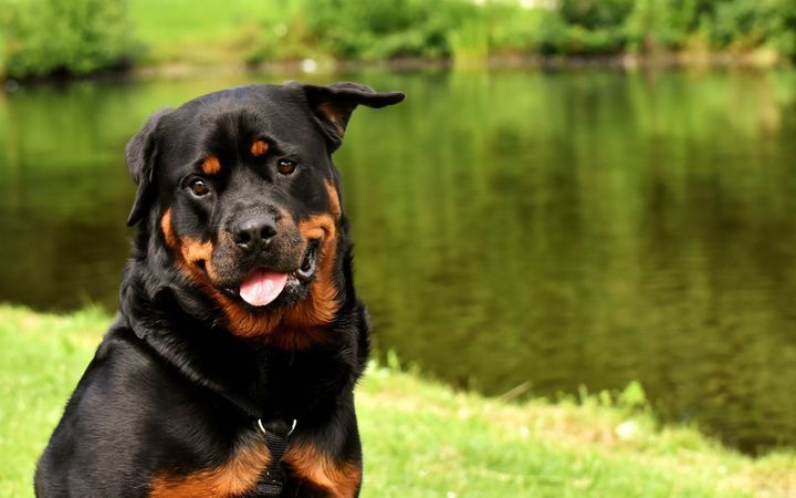 Missouri, Oklahoma, and Pennsylvania: Rottweiler