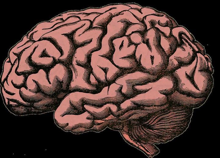 Monkey Brains