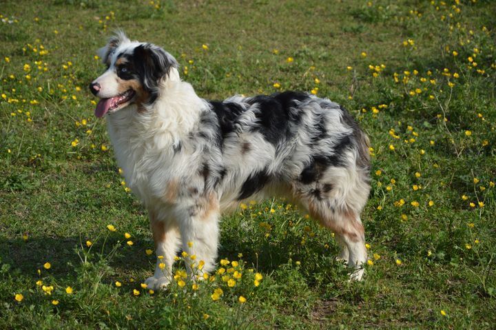 Montana: Australian Shepherd