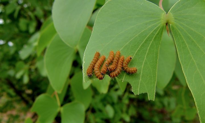Mopane Worms