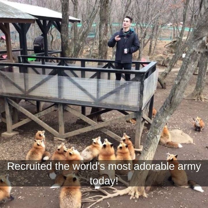 Mr. Fox