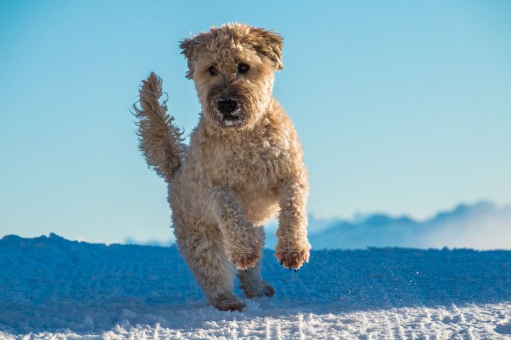 Nebraska: Soft-Coated Wheaten Terrier