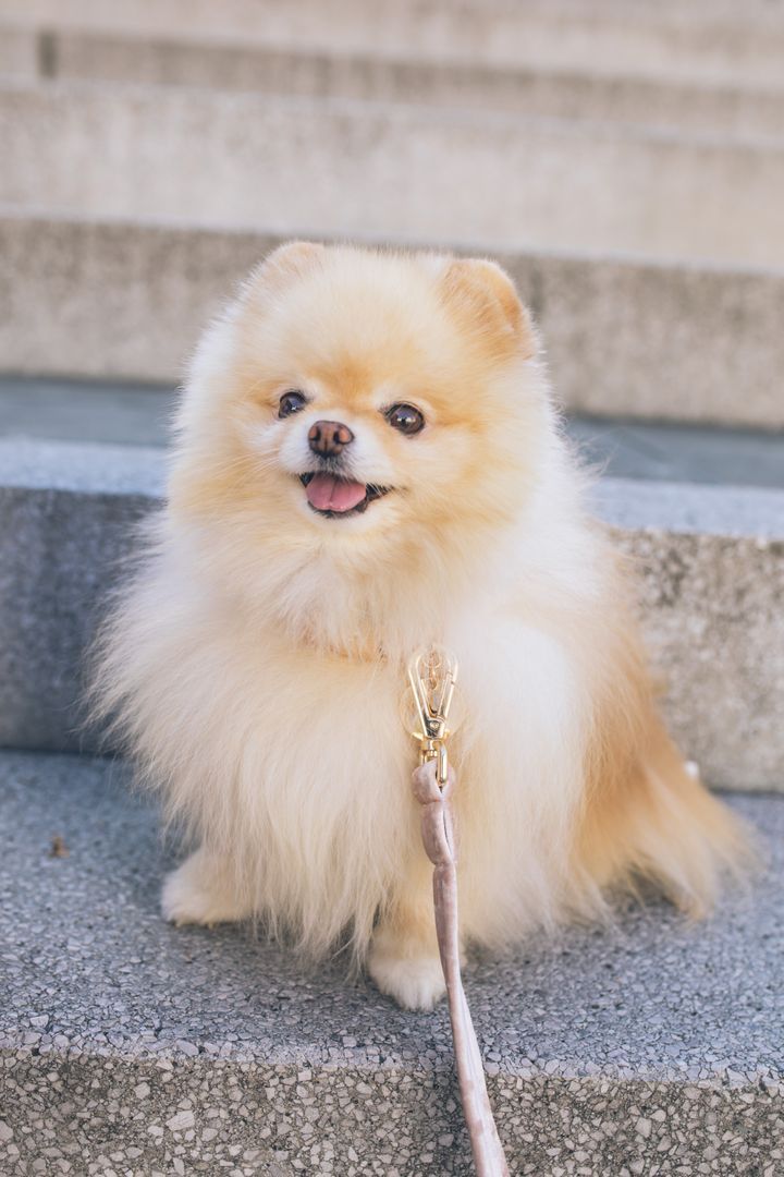 Nevada: Pomeranian