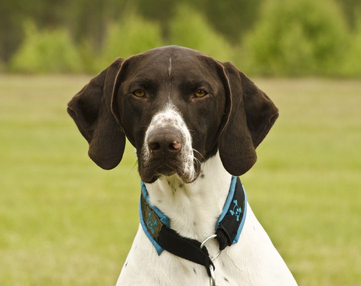North Dakota: German Shorthaired Pointer
