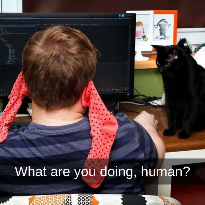 Not Kitten Around