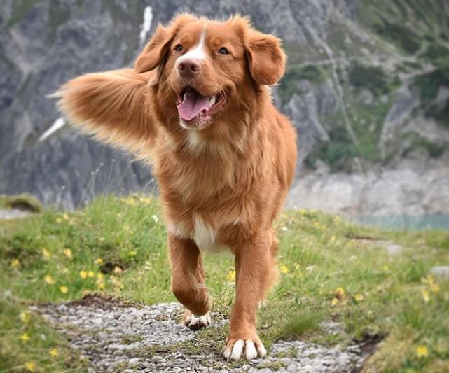 Nova Scotia Duck Tolling