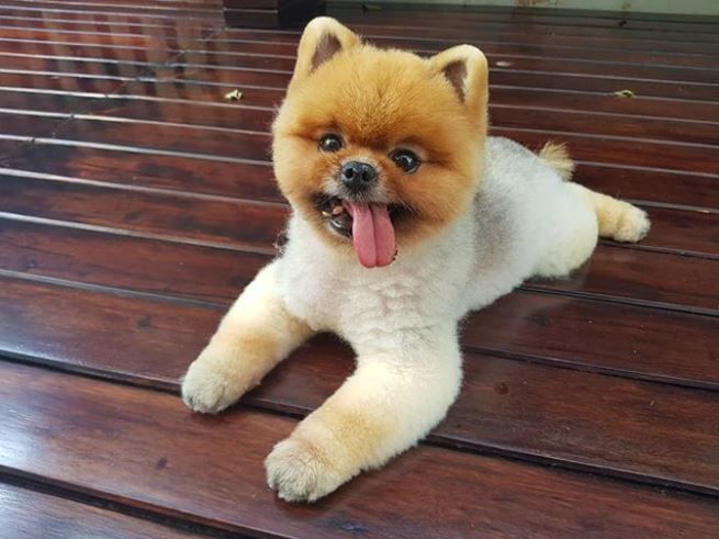 Pomeranian