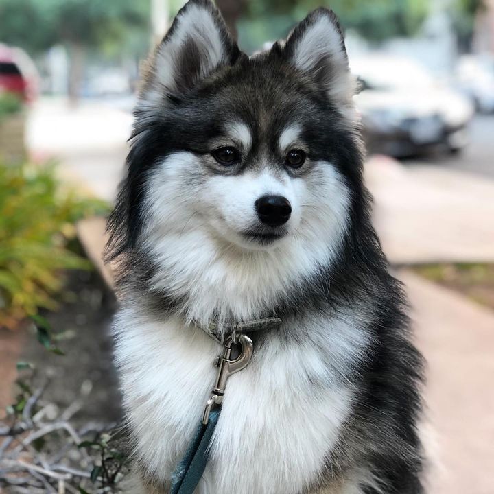 Pomsky: Little Fluff, Big Personality