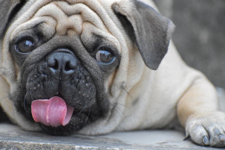 Pug