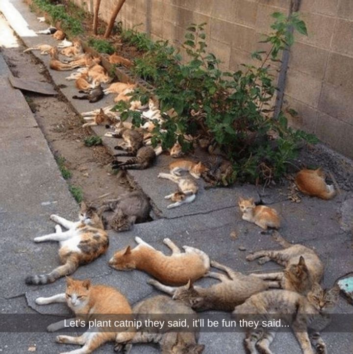 Purrfect Family