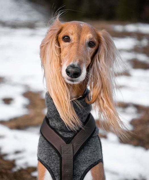 Saluki