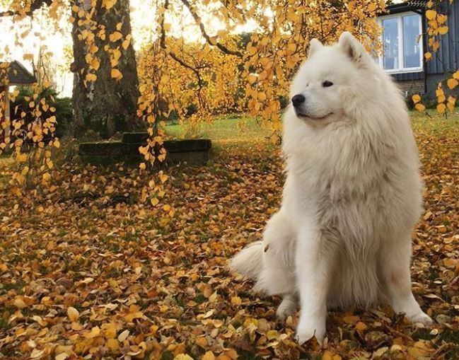 Samoyed