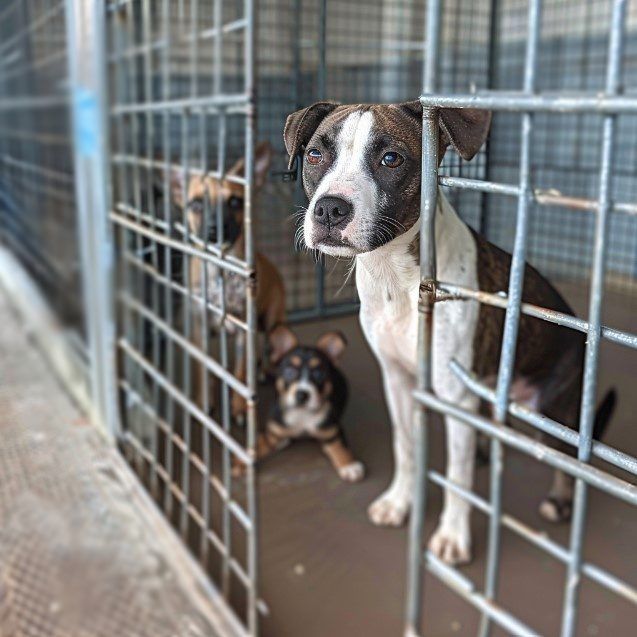 The Shelter 