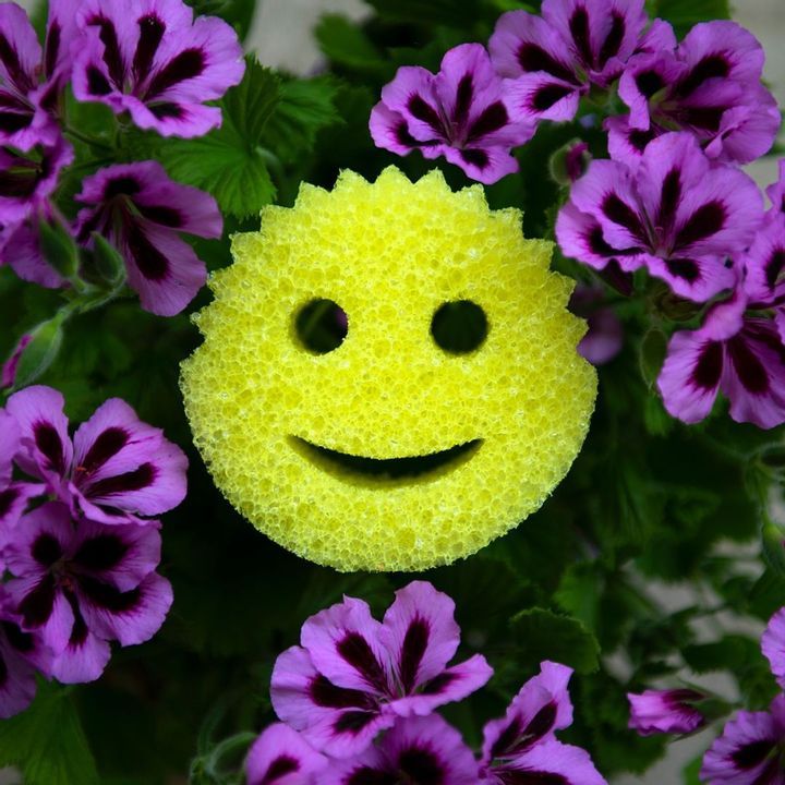 Scrub Daddy Sponges