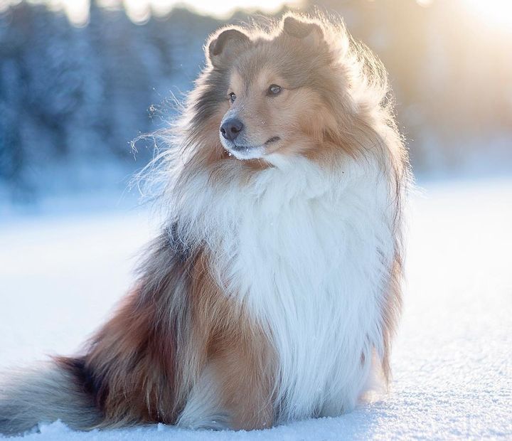 Shetland Sheepdog