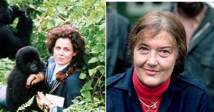 Sigourney Weaver as Dian Fossey in 