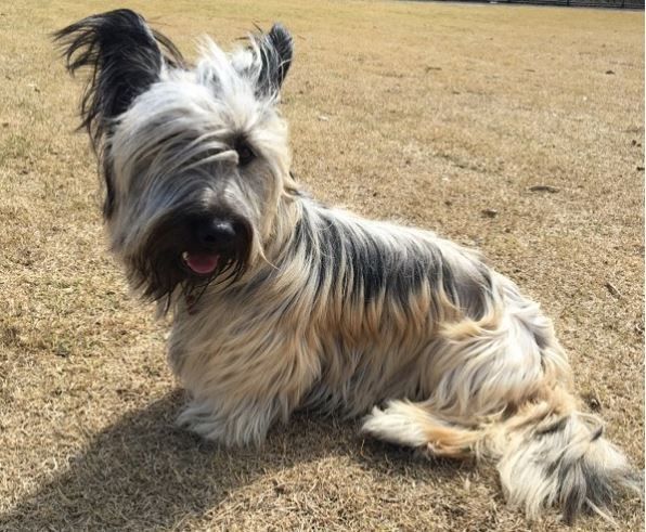 Skye Terrier