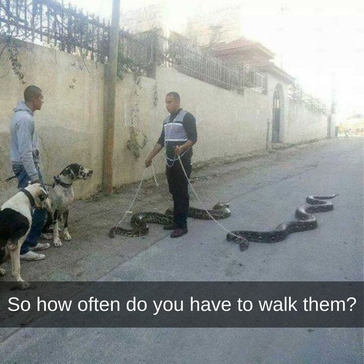 Snakes on a Sidewalk