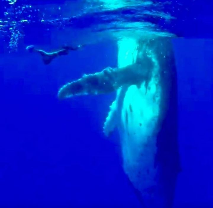 Footage, Debate, and a Second Gentle Encounter