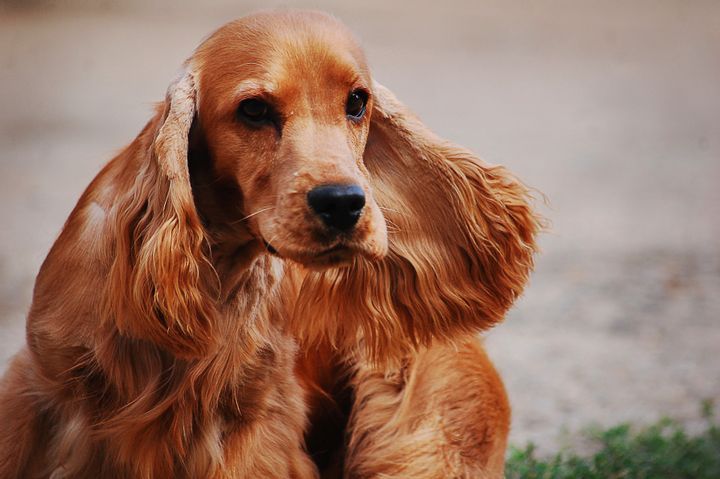 South Carolina and Utah: English Cocker Spaniel
