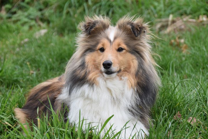 South Dakota: Shetland Sheepdog