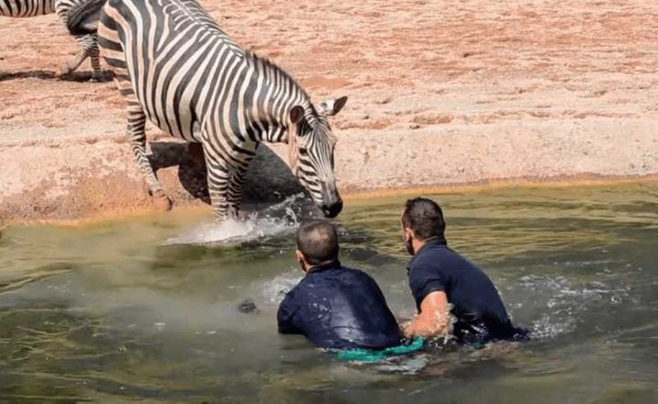 Poor Zebra AutoReviewHub