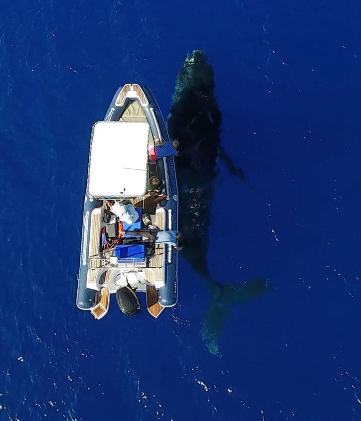 Shark Threat and Whale Defense Revealed