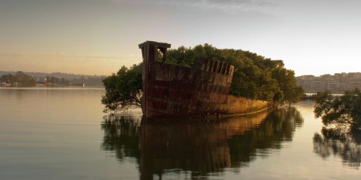The Floating Forest of Homebush Bay, Sydney, Australia