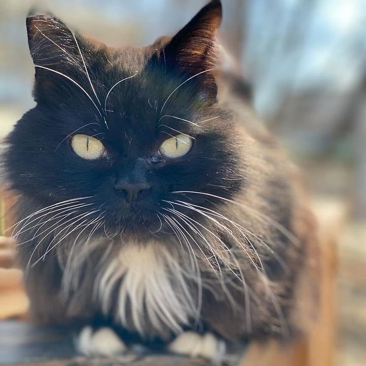 “The Greatest Cat of the Country”