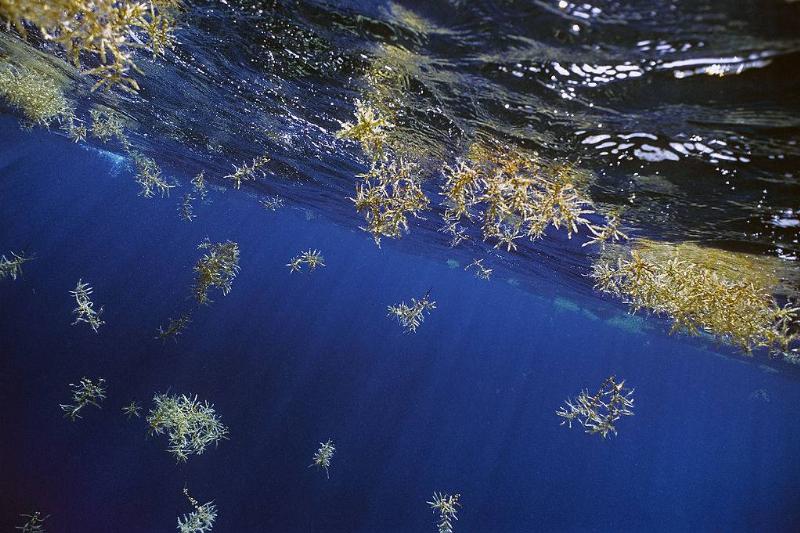 The Sargasso Sea Has No Coasts