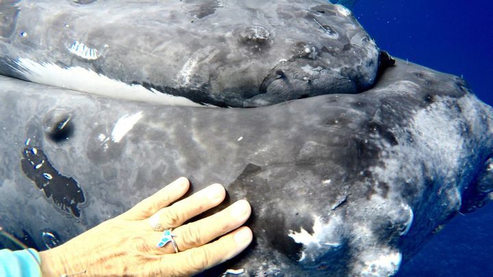 The Strength of a Whale