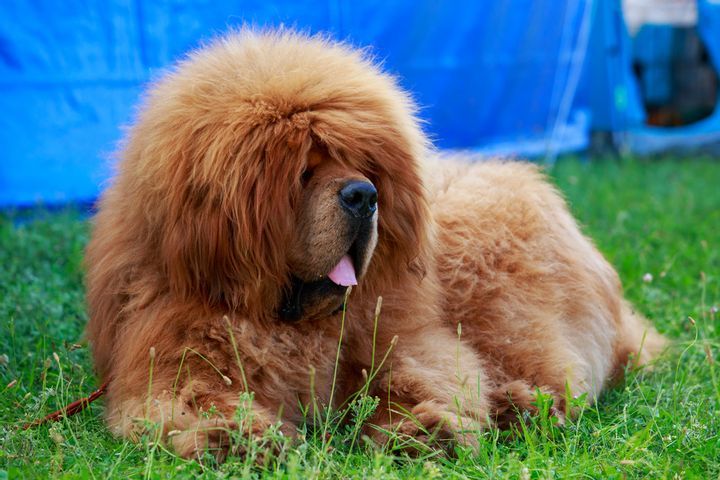 Tibetan Mastiff