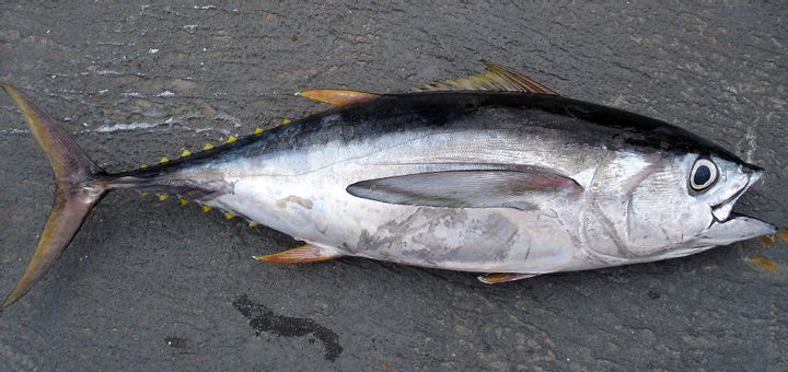 Tuna Eyeballs