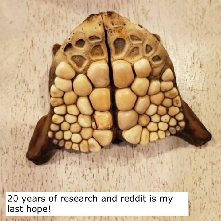 Under the Sea, Under the Teeth