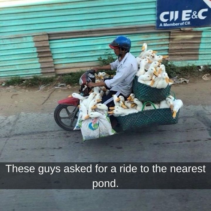 What a Quack
