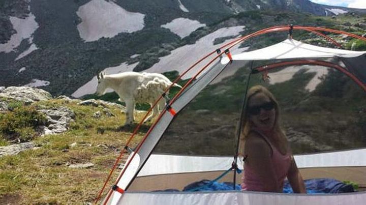Wildlife Photo-Bomb