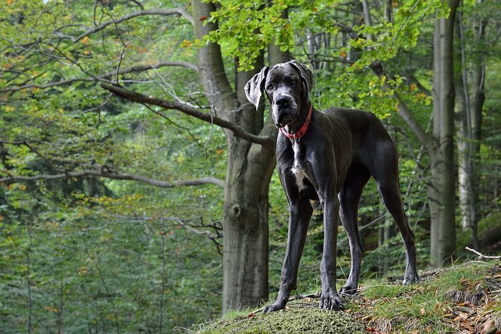 Wisconsin: Great Dane