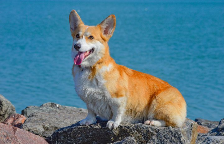Wyoming: Pembroke Welsh Corgi