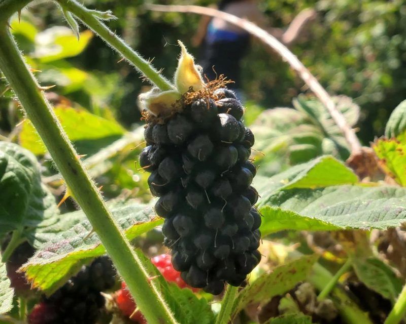 Oregon's exclusive Marionberries are a fruit