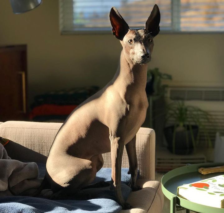 Xoloitzcuintli