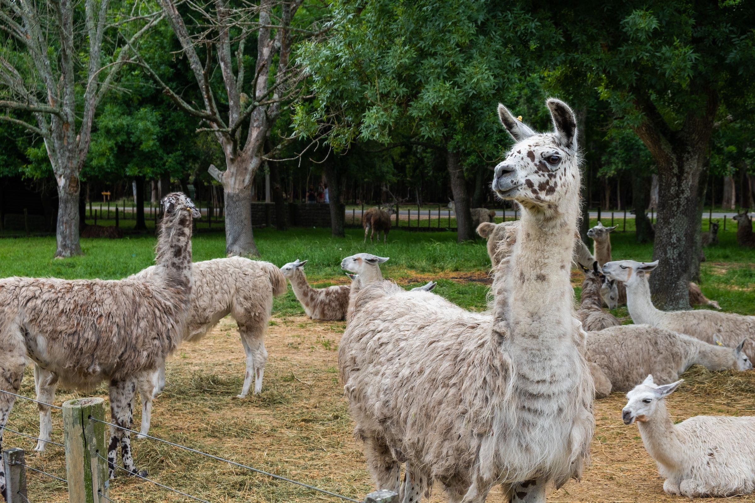 Llama Drama