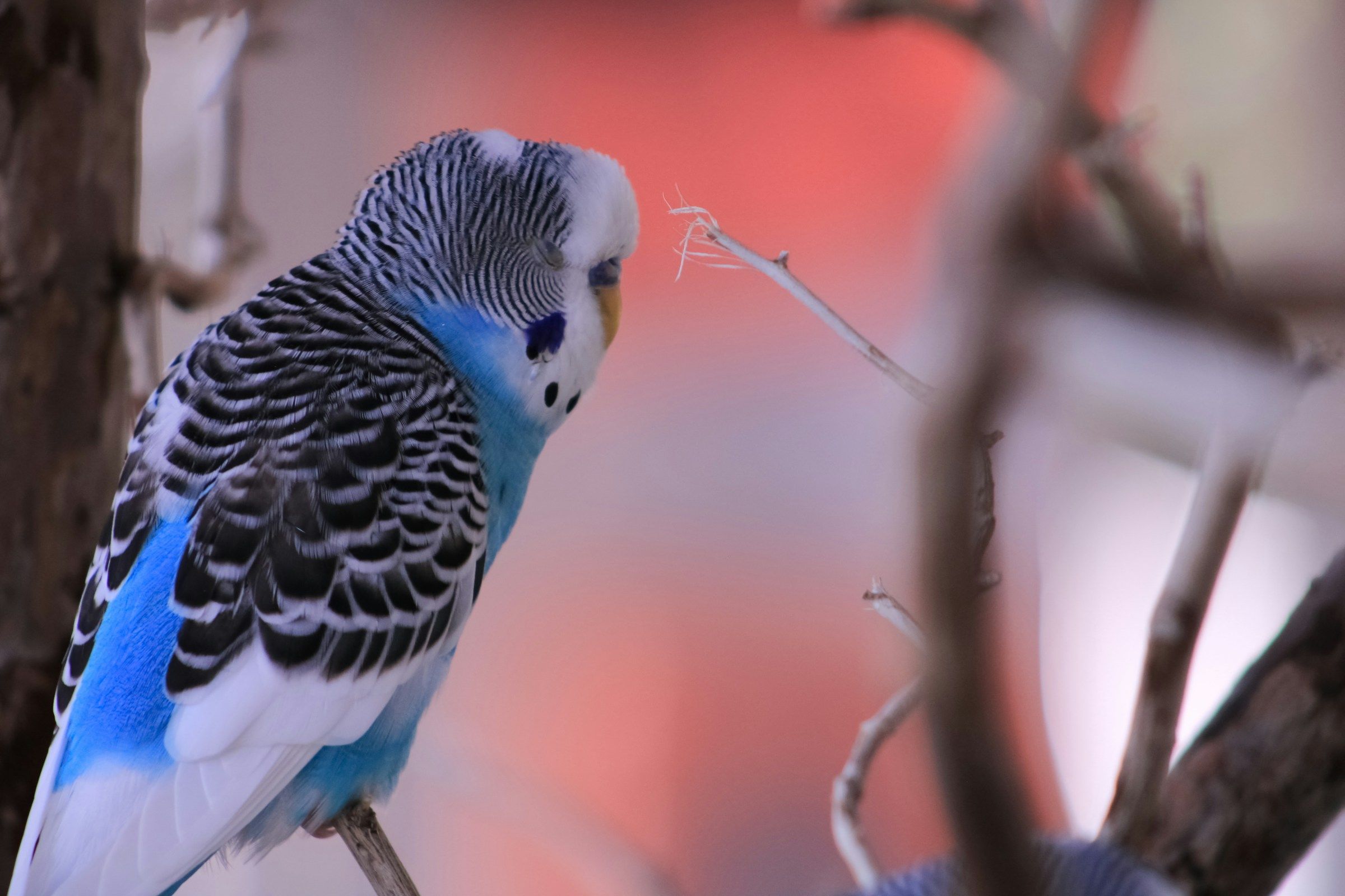 Bird Color