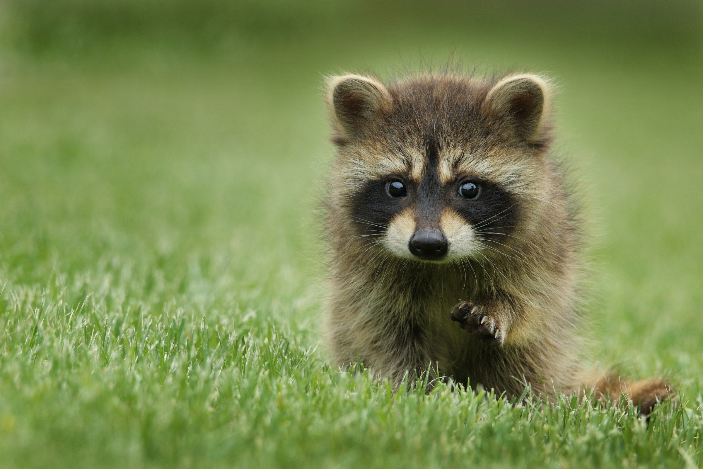 Keeping Wild Pets, Love And Legal Trouble