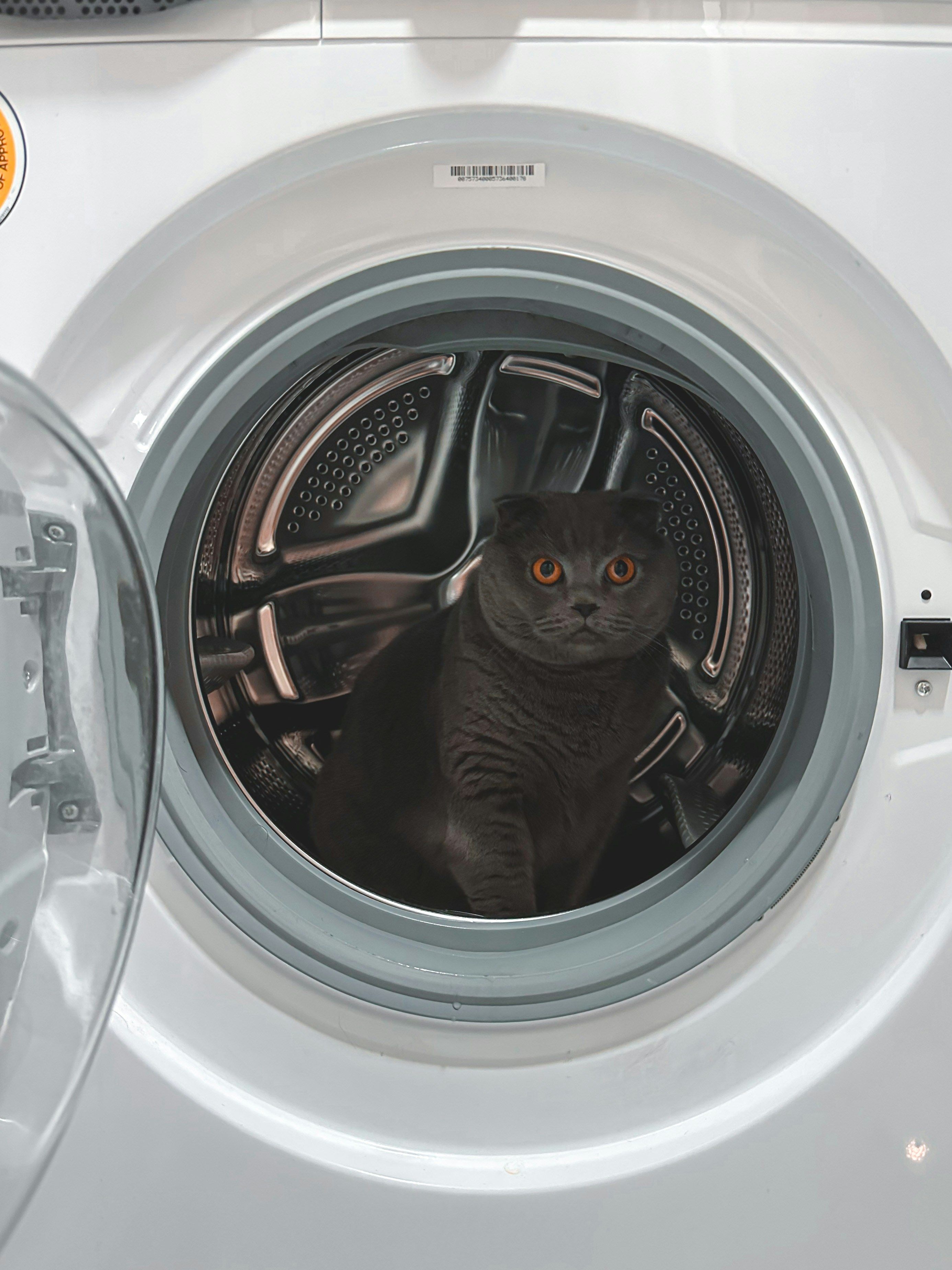 Whiskered Rescue