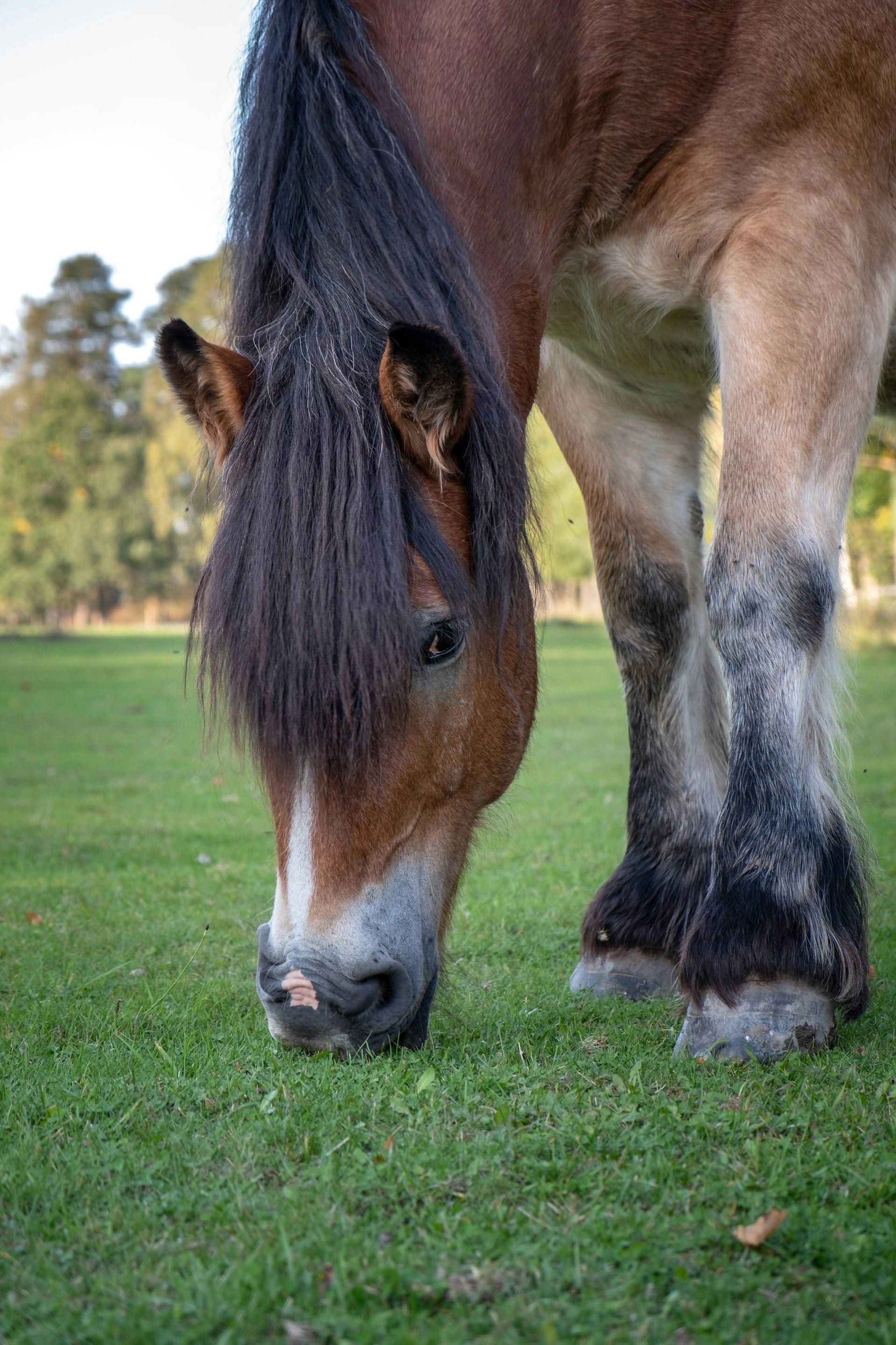 Horse Tale